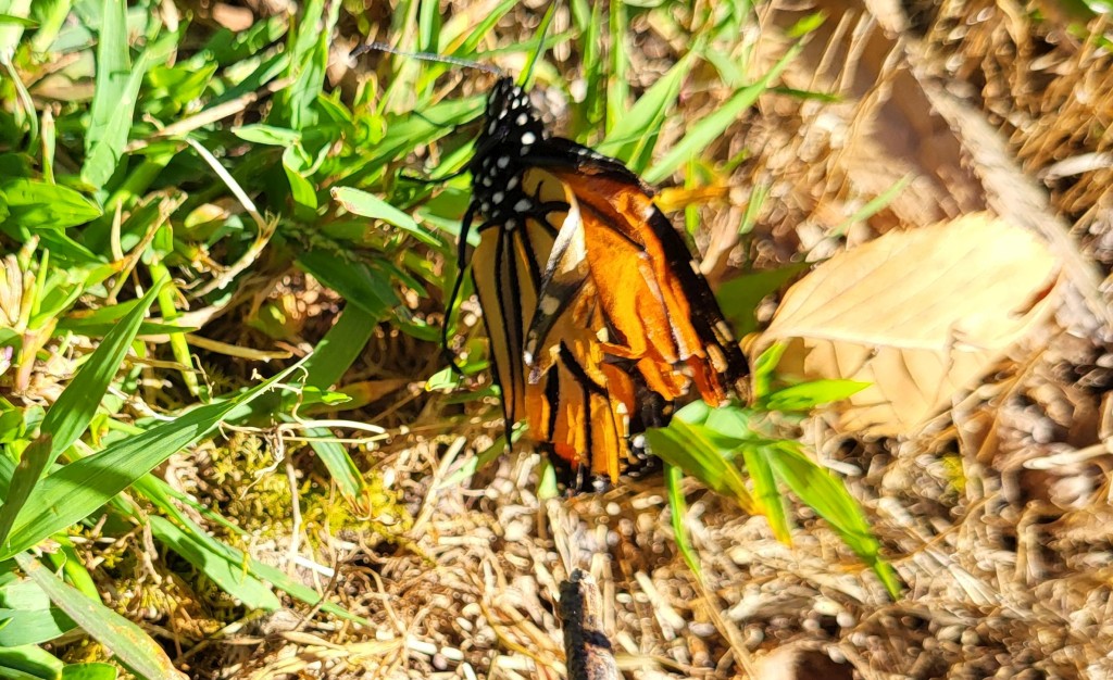 Deformed monarch butterfly with wing deformity linked to OE parasite, often associated with non-native milkweed planting